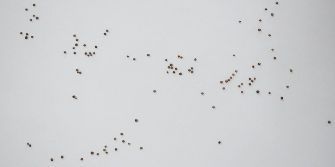 Vanshika Agrawal, Giorgio Nigra | CRIT #56 | Fondazione Pastificio Cerere